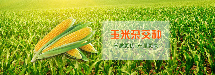 吉林市寶豐種業