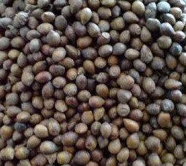 今年紅豆杉種子什么價格_今年紅豆杉種子什么價格價格_今年紅豆杉種子什么價格廠家-勤加緣網(wǎng)【江蘇綠鼎種業(yè)】