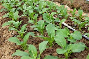 鑒賞新優(yōu)品種丨上千個優(yōu)良新品種匯聚種業(yè)小鎮(zhèn)會場