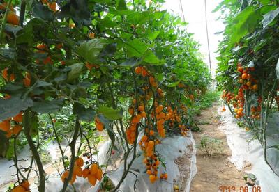 【番茄種子 蔬菜種子種苗批發(fā) 黃色櫻桃柿子種子 黃玲瓏種子】?jī)r(jià)格_廠家_圖片 -