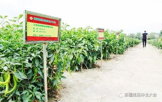 最后20天 搶占 新疆種業市場,錯過再等一年