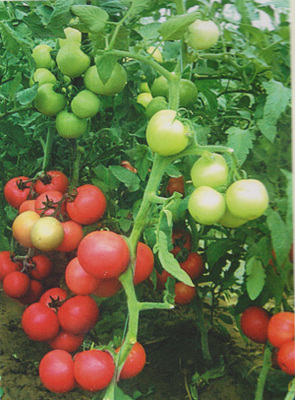 供應精棚紅麗-番茄種子,西安市群興種業有限責任公司, 中國蔬菜網產品庫