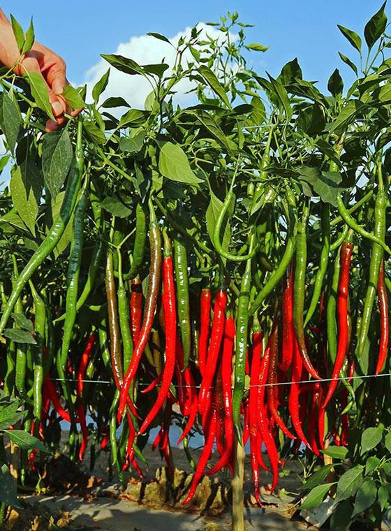 川椒種業 高產辣椒品種的五大關鍵特點解析